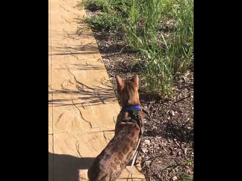 Bengal cat leash training