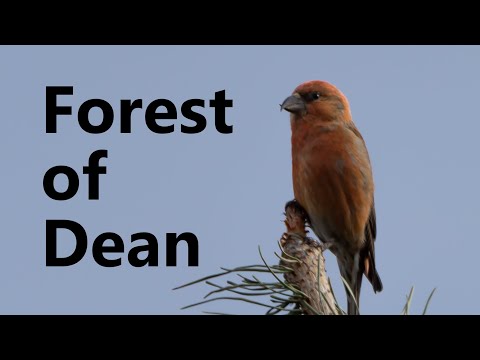 Goshawks and the Forest of Dean