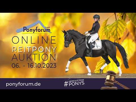 Nektarine von der Wiesharde Stute 2019 v. Diamond Touch NRW / Weltmeyer