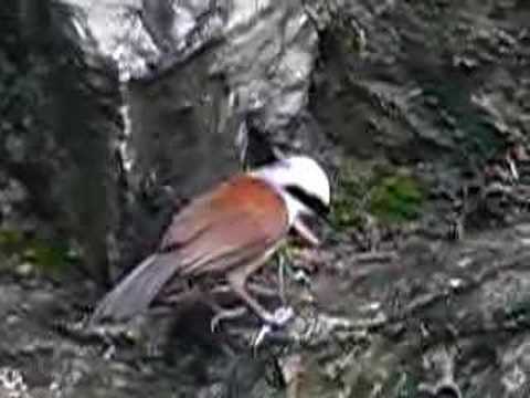 Sojkovec bielochochlatý (Garrulax leucolophus) — video o speve a chove