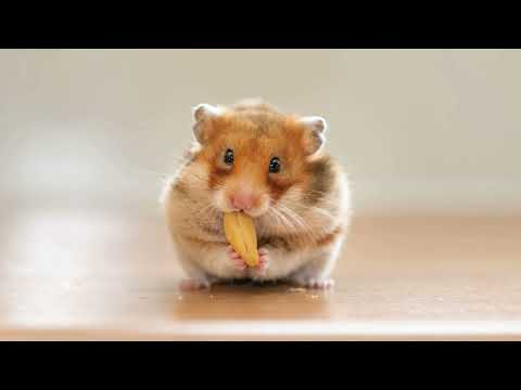 Hamster [Tudo o que você precisa saber]