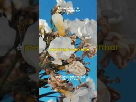 O Amor Que Reflete Cristo - Aliança e Louvor