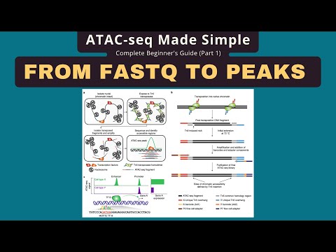 ATAC-seq Analysis: FASTQ to Peaks with Bowtie2, MACS2 & HOMER Tutorial