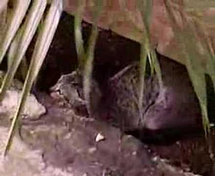 Sam and Timmy vs. ChuChi and Monalisa