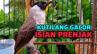 Download lagu KUTILANG GACOR ISIAN PRENJAK KEPALA MERAH mp3