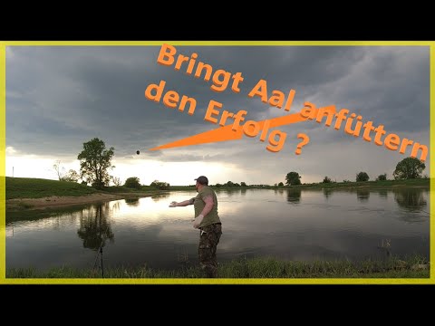 Does baiting bring success when eel fishing in the river?