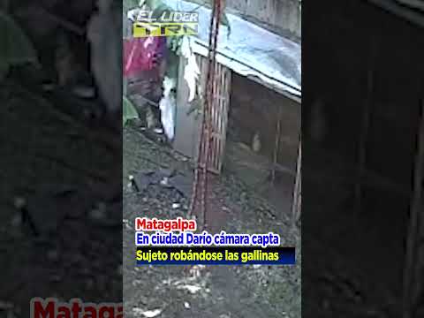 🔴 #LOULTIMO🚨 |#Robo_de_Gallinas en #CIUDAD #DARIO #MATAGALPA 🐓