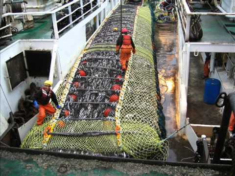 download lagu mp3 mp4 Pollock Fishing, download lagu Pollock Fishing gratis, unduh video klip Pollock Fishing