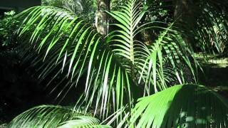 Howea forsteriana Kentia palm Howea forsteriana Kentia palm