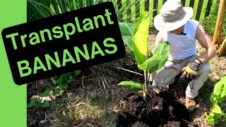 3 Ways to Transplant Bananas