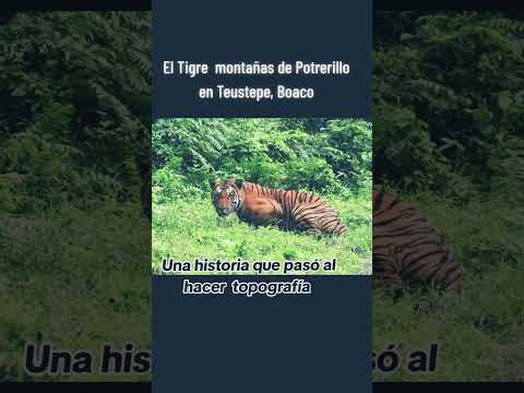 Hace 02 años, Avistamiento de Tigre en Montañas de Potrerillo en Teustepe departamento de Boaco