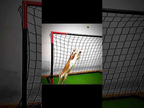 Pet cat of lev yashin💀✔️ #football #fcmobile