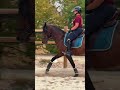 Gelding No Origin Recorded For sale 2021 Bay