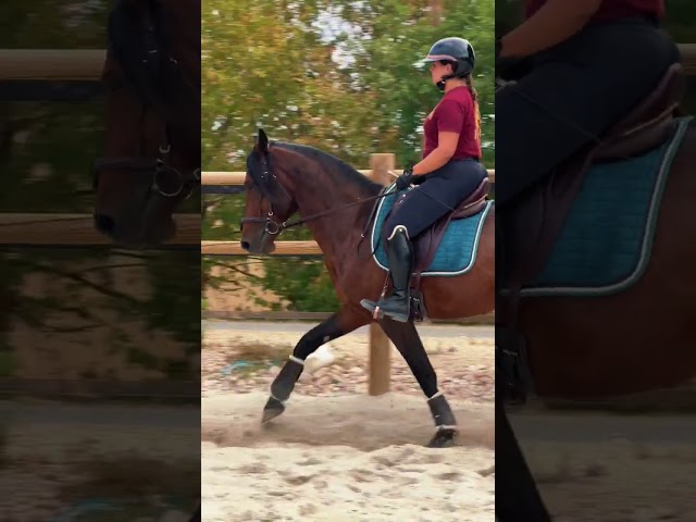 Gelding No Origin Recorded For sale 2021 Bay