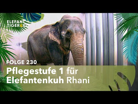 Besondere Altenpflege für Elefant Rhani (Folge 230) | Elefant, Tiger & Co. | MDR