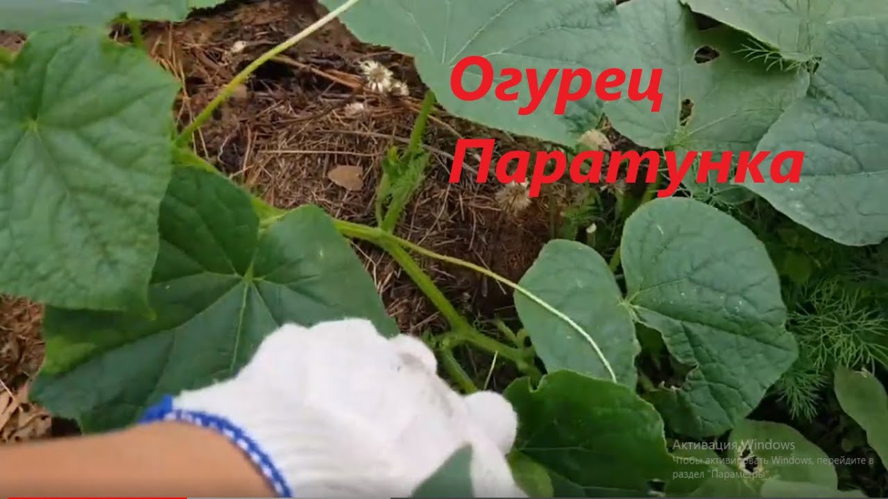 Огурец Паратунка такого гиганта вы не видели!