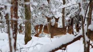 preview picture of video 'Tracking Deer in the Snow'