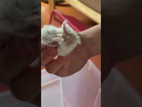 Bir şey eksik ama hiç çaktırmıyor, her şey tammış gibi davranıyor