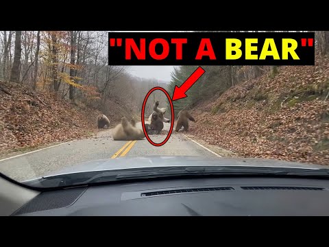 "THEY BLOCKED THE ROAD!" – 25+ SCARIEST Bigfoot Encounters (Caught on Camera 2026)