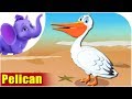 Pelican Song On Birds 4K Appu Series