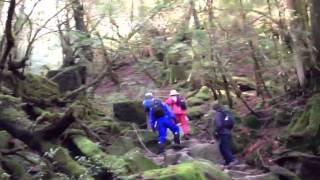屋久島 白谷雲水峡: もののけの森こと苔むす森にて