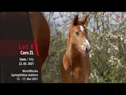 Springfohlen-Auktion 13. - 17.Mai Lot 8 Caro ZL Stute v. Colman - Kannan