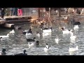 Sivas paşa fabrikası kuğu ve ördekler göleti 