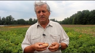 Смотреть онлайн Как отобрать пригодные для посадки клубни картофеля