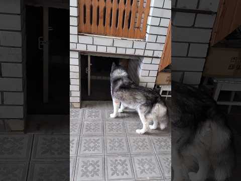 Подвальные тайны