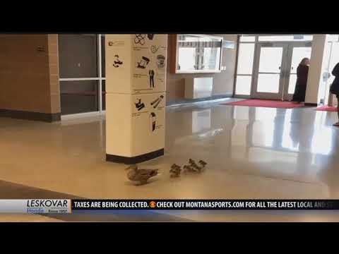 Video extra: Mama duck leads babies through Bozeman High School
