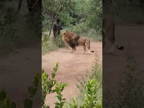 African wildlife safari #lion #wildlife