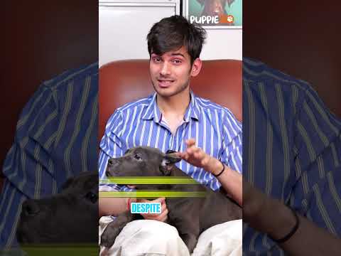 Top 5 Mistakes Cane Corso Owners MUST Avoid! | Ultimate Guide for Dog Parents #canecorso #guarddog