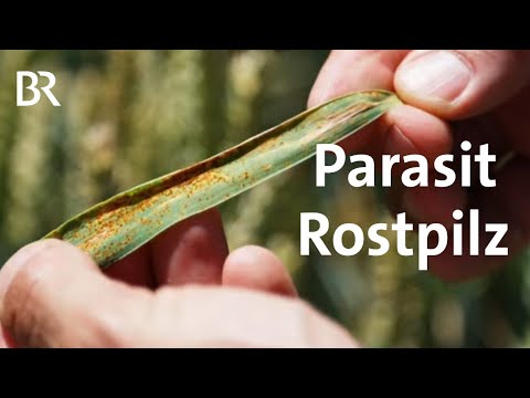 , title : 'Gefährliche Parasiten: Rostpilze vernichten Kulturpflanzen | Gut zu wissen | BR'