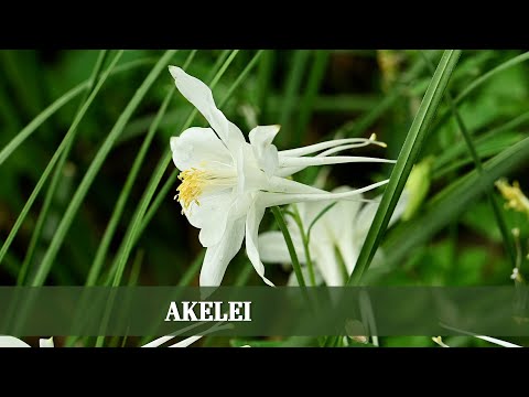 Bunte Vielfalt - Alles über die Akelei, ihre Ansprüche und Rückschnitt