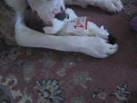 Happy Birthday Abby!