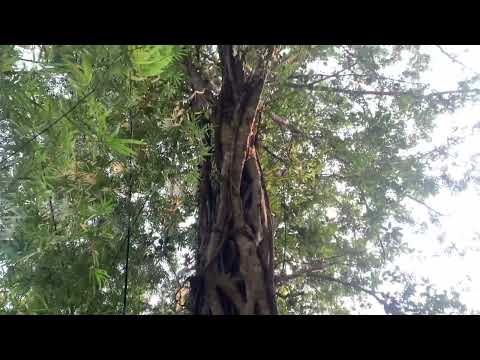 Oldest tree of Mars #tree #rare