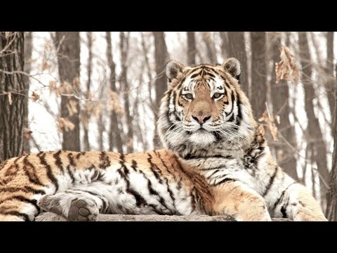 Hunt for the Russian Tiger | Terra Mater Studios (Official Trailer)