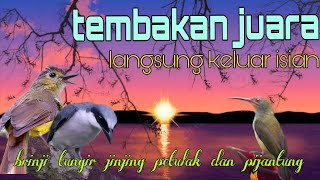 Download lagu Tembakan burung juara❗ brinji tungir jinjing petulak dan pijantung pisang 🔥 mp3 Download lagu Tembakan burung juara❗ brinji tungir jinjing petulak dan pijantung pisang 🔥 mp3