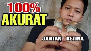 Download lagu easy way to distinguish MALE and FEMALE wren birds mp3 Download lagu easy way to distinguish MALE and FEMALE wren birds mp3