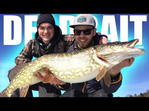 DEADBAITING Pike from the Ice ❄️ (BIG SURPRISE)