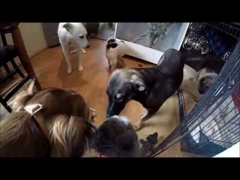 Hanny, Teddy and Cooper, three dogs rescued from Romania - Hessas Homeless Hounds