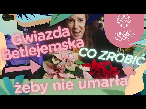 THE STAR OF BETHLEHEM IS DYING AND LOSING ITS LEAVES 😱 | what to do with it after the holidays? w...