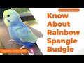 A Perfect Rainbow Spangle Budgie || Bird mutation || Deepan's Birds & Vlogs