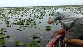 preview picture of video 'Two Sexy French Girls Catch Big Bass In Florida'