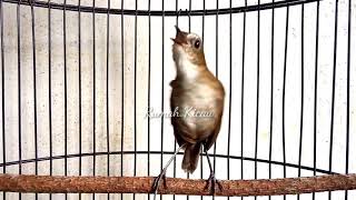 Download lagu Jongkangan gacor ngerol..!?!! Gak ada Obat mp3