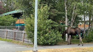 First Round of Clock at Worlds - 4.10 Average