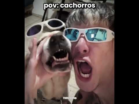 ele não morde gente kkkkk l #humor #engraçado #cachorro #shorts