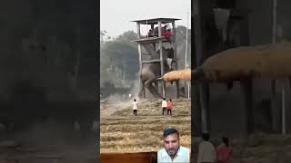 Download lagu Angry elephant #elephant #animals #shortvideo #wildlife #animallife #angry #shortsfeed mp3