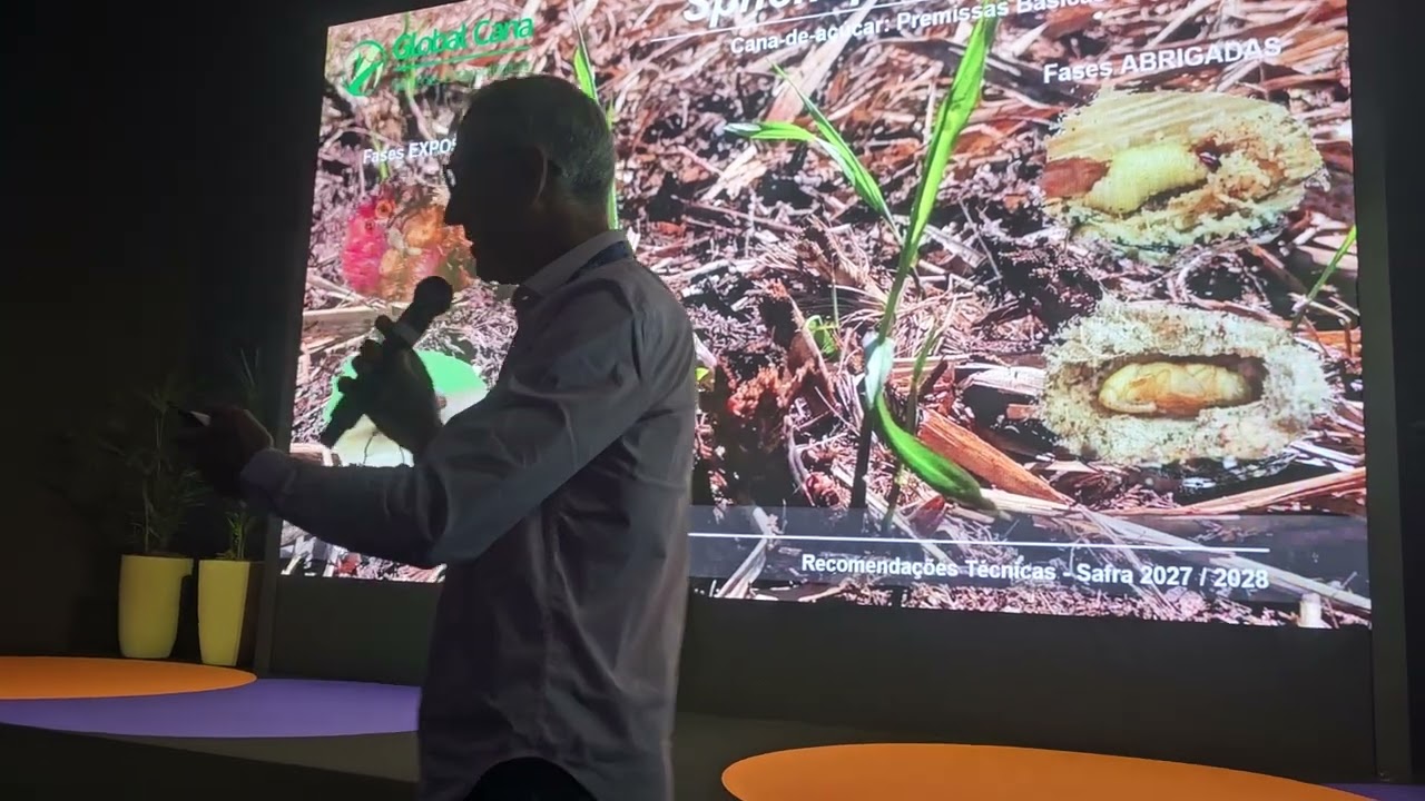 Sphenophorus exige manejo voltado às fases expostas da praga