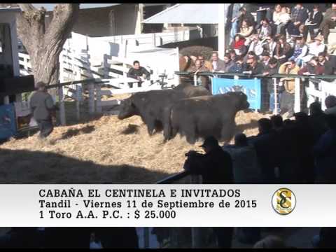 11-09-15 Venta de Toros P.C. - Cabaña El Centinela - Tandil